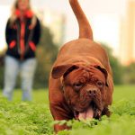 heat stroke in dogs