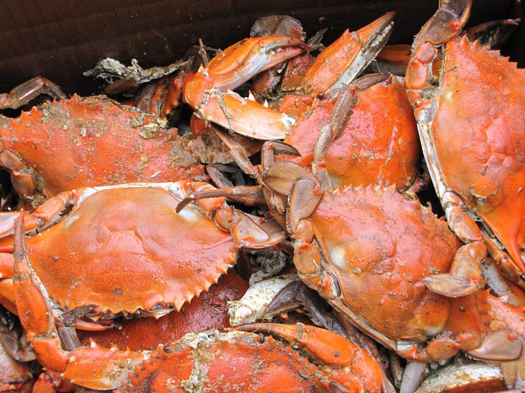 Learn how to eat crab legs like a pro Muse Upremiade Dalt