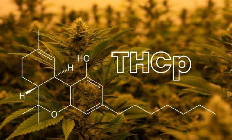 what is thc p