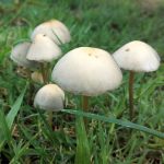 Exploring the Benefits of Magic Mushrooms in Addiction Recovery
