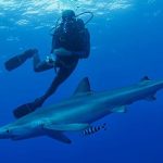 Exploring the Different Types of Shark Diving