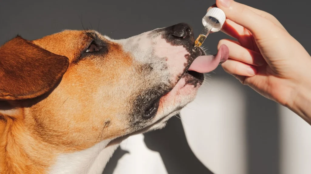 best cbd oil for pets