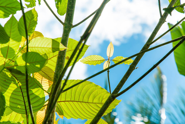 best kratom for energy