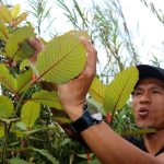 Essential Factors That Differentiate Kratom Vendors in Competitive Online Retail Spaces