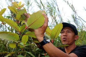 Essential Factors That Differentiate Kratom Vendors in Competitive Online Retail Spaces